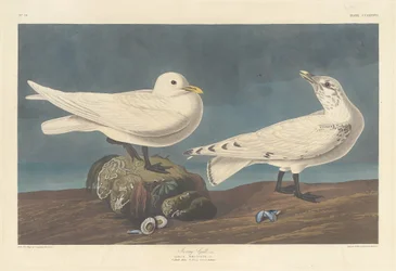 Ivory Gull