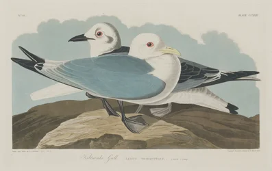 Kittiwake Gull