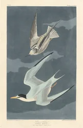 Lesser Tern