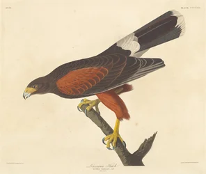 Louisiana Hawk
