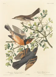 Mountain Mockingbird and Varied Thrush