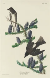 Olive-sided Flycatcher