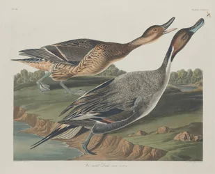 Pintail Duck