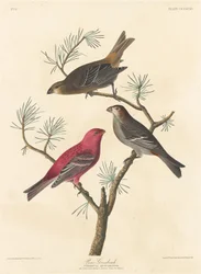 Pine Grosbeak