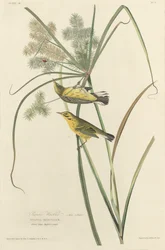 Prairie Warbler