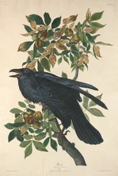 Raven
