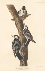 Red-cockaded Woodpecker