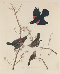 Red-winged Starling