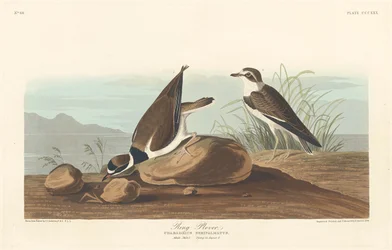 Ring Plover