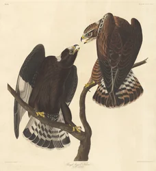 Rough-legged Falcon