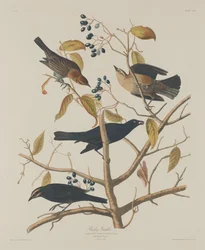 Rusty Grackle