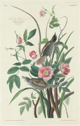 Sea-side Finch
