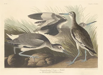 Semi-palmated Snipe or Willet