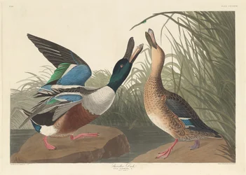 Shoveller Duck