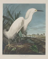 Snowy Heron, or White Egret