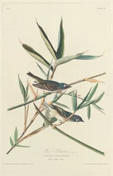 Solitary Flycatcher
