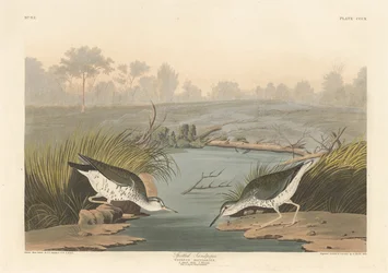 Spotted Sandpiper