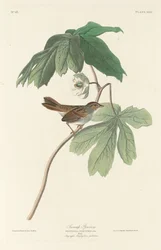 Swamp Sparrow