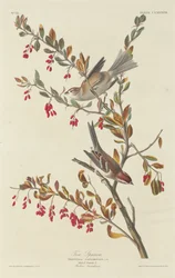 Tree Sparrow