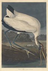 Wood Ibis