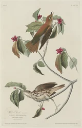 Wood Thrush