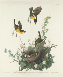 Yellow-breasted Chat