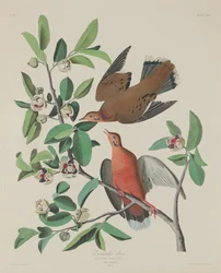 Zenaida Dove