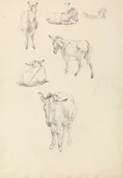 A Donkey, Six Studies: Lying, Walking, Standing, Sitting