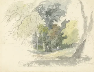 A Woodland Glade