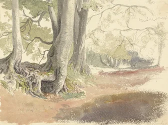 Beech Trees