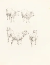 Five Sheep