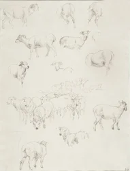 Flock of Sheep