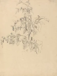 Study of Foliage