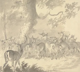 Study of a Deer: Stag in Foreground with a Group of Does and Fawns Under a Tree