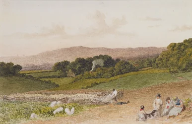 The Turnip Field