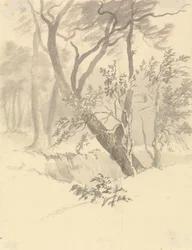 The Wood
