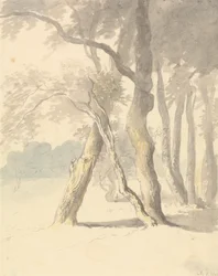 Woodland Study