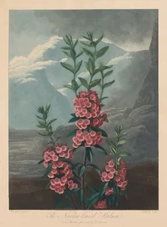 The Temple of Flora, or Garden of Nature: The Narrow-leaved Kalmia, Mountain Laurel