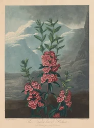The Temple of Flora, or Garden of Nature: The Narrow-leaved Kalmia, Mountain Laurel