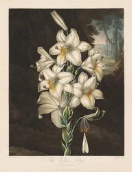 The Temple of Flora, or Garden of Nature: The White Lily with Variegated Leaves