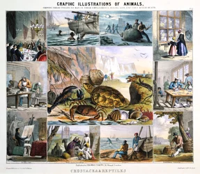 Crustacea and Reptiles