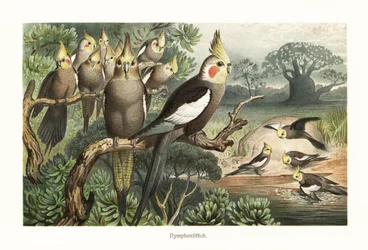 Flock of cockatiels, Nymphicus hollandicus, at a water hole. 1882