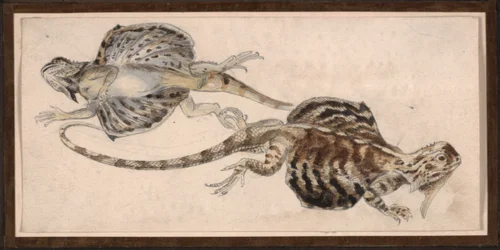 Lizards