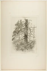 Old Trees at Naushon Island