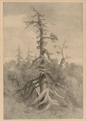 Old Trees at Naushon Island