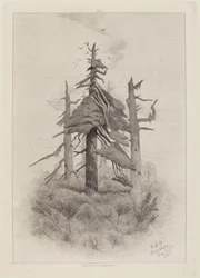 Old Trees at Naushon Island [plate 2]
