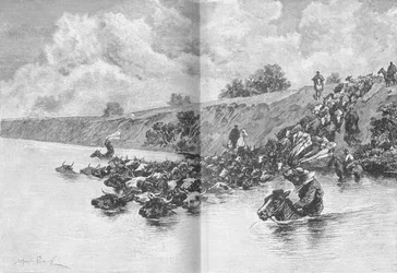 Herd of Cattle Crossing the Uruguay, c1885, 1890