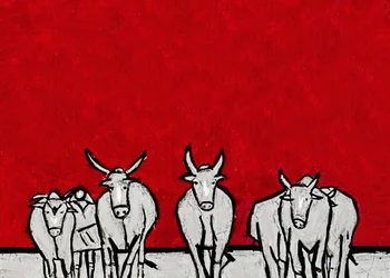 Bold White Cattle