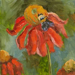 Kismet Coneflower