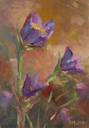 Prairie Crocus